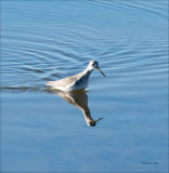 Greater Yellowlegs, Whatcom Co.