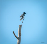 Belted Kingfisher, Whatcom, Co.