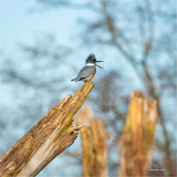 Kingfisher, Skagit Valley