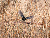 Spotted Towhee, Skagit County