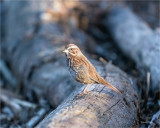 Song Sparrow, Skagit County