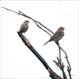 House Finch, Skagit, County