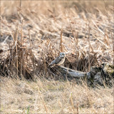 Short eared owl, Skagit, County