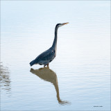 Great blue heronv, Skagit, County