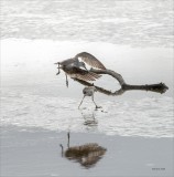 Greater Yellowlegs interaction, Whatcom County