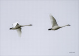 Tundra Swans.jpg