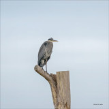 Great blue heron in a tree.jpg