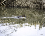 Female Common Goldeneye, Skagit County