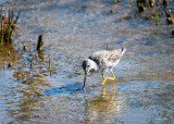 Great-yellowlegs, Skagit County