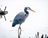 Great blue heron, Skagit County