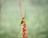 Common yellowthroat, Skagit County