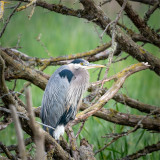 Great Blue Heron, Skagit County