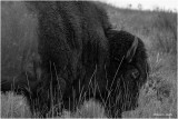 Bison, North West Montana