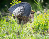 Sooty Grouse, Western, Montana
