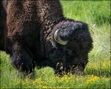 Bison, Western Montana