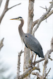 Great Blue Heron, Skagit Co.