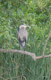 Great blue heron in a tree, Skagit, County