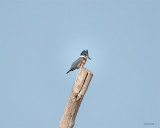 Belted kingfisher, Skagit County