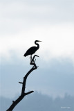 Great Blue Heron Silhouette, Skagit, Co.