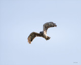 Northern-Harrier, Skagit County