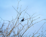 Belted Kingfisher, Skagit Co.