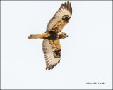 Rough-legged hawk, Lincoln County