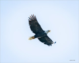 Bald-Eagle, Skagit County