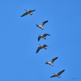 Canadian geese, Skagit, County