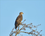 Juvenile Bald Eagle, Skagit, Co.