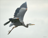Great blue heron just leaving, Skagit, Co.