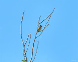 Cedar waxwing, Skagit, Co.