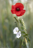 coquelicots