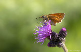 Papillons