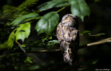 Oiseaux