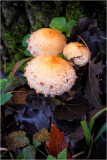 Wild Mushrooms