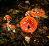 Wild Mushrooms