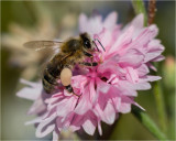 Bees
