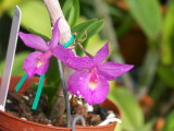 Bardendrum Nanbo Pixie 'Pink Beauty'