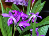 Bletilla striata #1 Outdoor grower