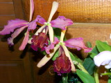 Cattleya dowiana #7 v rosita