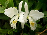 Cattleya mossiae #1 v alba