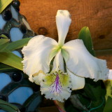 Cattleya mossiae #2 f.reineckiana