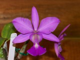 Cattleya walkeriana #2