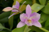 Dialaelia Chantilly Lace 'Twinkle'