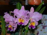 BLC George King 'Serendipity'