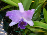 LC Mary Elizabeth Bohn 'Royal Flare'