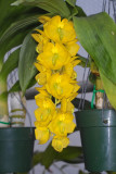 Cycnoches herrenhusanum