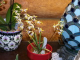 Dendrobium canaliculatum #2