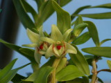Dendrobium cruentum