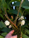 Dendrobium purpureum v alba